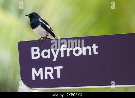 Oriental Elster robin (Copsychus saularis) in Gardens by the Bay, Singapur Stockfoto