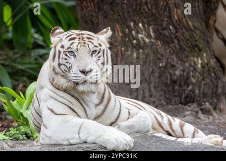 Weißer bengalischer Tiger im Zoo von Singapur. Stockfoto