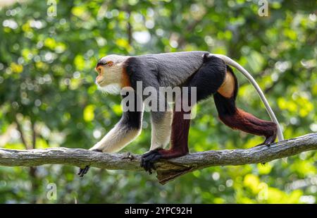 Captive Red-Shanked Douc Langur (Pygathrix nemaeus), Singapore Zoo, Singapur Stockfoto