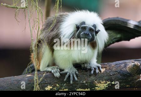 Tamarin mit Baumwolloberteil (Saguinus oedipus), Zoo von Singapur Stockfoto