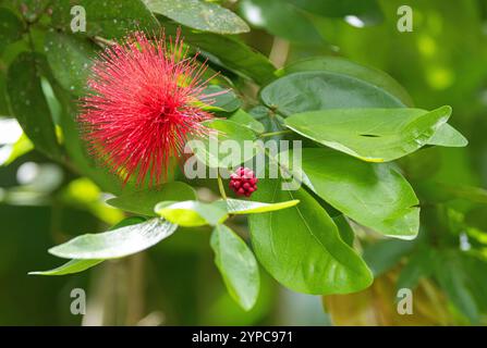 Blüte des roten Puderblätterbaums ( Calliandra haematocephala), Singapur Stockfoto