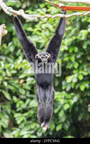 Captive White-handed Gibbon (Hylobates Lar) im Zoo von Singapur Stockfoto