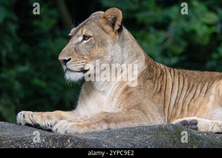 Löwin im Zoo von Singapur Stockfoto