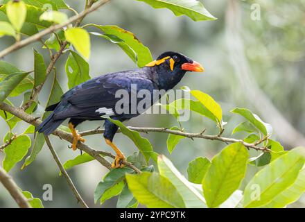 Common Hill Myna (Gracula religiosa) n Gardens by the Bay, Singapur Stockfoto