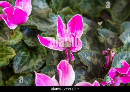 Hellrosa und weiße Cyclamen-Blüten, Nahaufnahme. Verkauf der roten Cyclamen-Pflanze im Gartenladen im Frühling Stockfoto