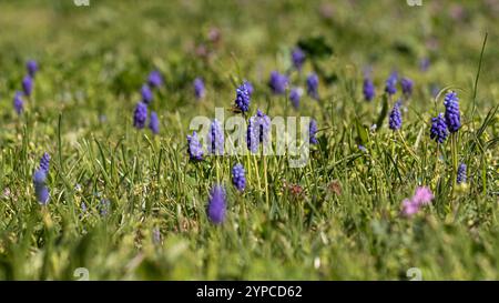 Feld gefüllt mit lebendigem Muscari, allgemein bekannt als Traubenhyazinthen, blüht unter der Frühlingssonne inmitten von frischem Grün und dezenten rosa Blüten Stockfoto