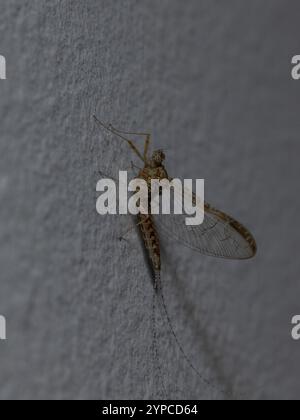 Detaillierte Makroaufnahme eines Insekts, das auf einer grauen Wand ruht und seine zarten Flügel und Körperstruktur in einer natürlichen Umgebung hervorhebt Stockfoto