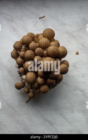 Shimeji-Pilze vor meliertem Hintergrund Stockfoto