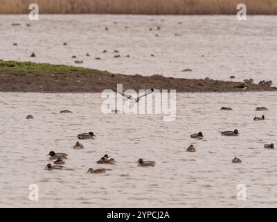 Anmutig in Blacktoft Sands, um auf dem Wasser zwischen schwimmenden Petrol zu landen. UK Stockfoto