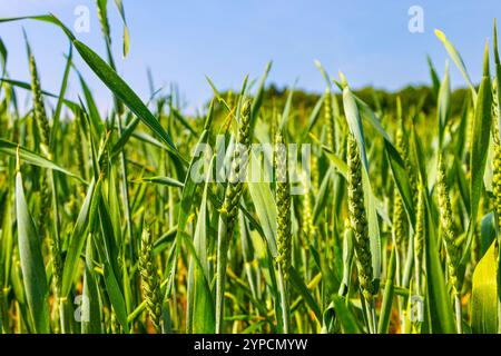 Unreife Weizenohren auf einem Feld in der Nähe von Wendover, Chilterns, England Stockfoto