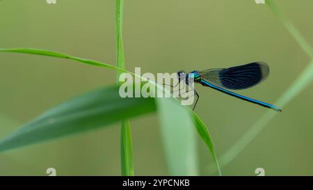 Nahaufnahme einer blauen Libelle, die auf einem Grashalm thront Stockfoto