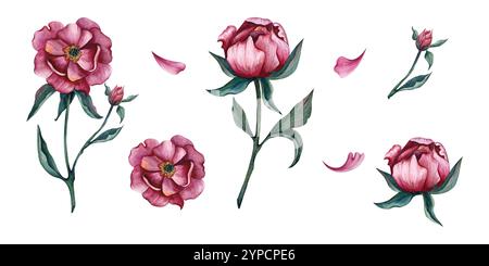 Set rosafarbene Pfingstrosen-Knospen mit Aquarellzeichnung. Handgezeichnete Illustration mit Blumen isoliert auf weißem Hintergrund. Für Kompositionen für International Stockfoto