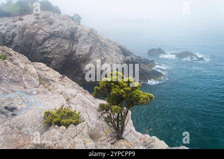 Die nebelige Küste im Fort Wetherill State Park in Jamestown, Rhode Island. Stockfoto