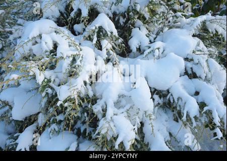 Westlicher Hemlock (Tsuga heterophylla) - Äste bedeckt mit Winterschnee. Stockfoto