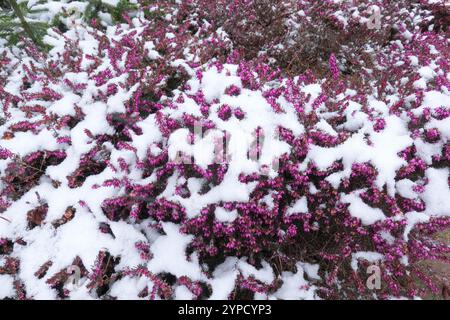 Winterheidekraut (Erica carnea) mit hellvioletten Blüten, die mit Schnee bedeckt sind. Stockfoto