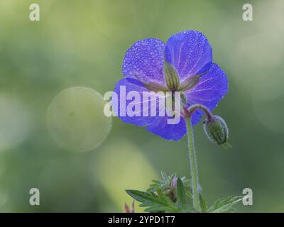 Wiesenkranelschnabel (Geranium pratense), Einzelblüte mit Tautropfen auf den Blütenblättern, gegen das Licht fotografiert, Hessen, Deutschland, Europa Stockfoto