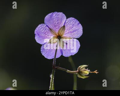 Wiesenkranelschnabel (Geranium pratense), Einzelblüte mit Tautropfen auf den Blütenblättern, gegen das Licht fotografiert, Hessen, Deutschland, Europa Stockfoto