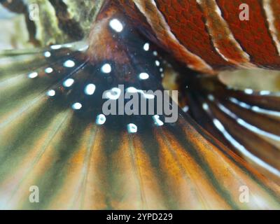 Lebendige Nahaufnahme der bunten Flosse eines Zebralöwenfisches (Dendrochirus Zebra), Tauchplatz Twin Reef, Penyapangan, Bali, Indonesien, Asien Stockfoto