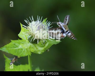 Bedstrohfaltenmotte (Hyles gallii), ernährt sich von Nektar einer Marschdistelblume (Cirsium palustre), Landkreis Hessen, Deutschland, Europa Stockfoto