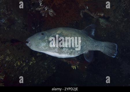 Ein Pufferfisch, Blaufleckenpufferfisch (Arothron caeruleopunctatus) bewegt sich im nächtlichen Riff, Tauchplatz USAT Liberty, Tulamben, Bali, Indonesien, ASI Stockfoto