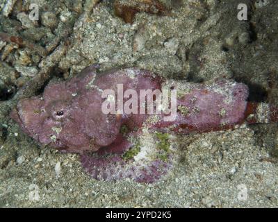 Ein rosafarbener Buckelskorpionfisch (Scorpaenopsis diabolus) liegt getarnt in seiner Umgebung auf dem Meeresboden, an den Tauchplätzen Pidada, Penyapangan, Bali, Indones Stockfoto