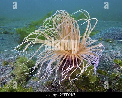 Unterwasserfoto einer filigranen Zylinderrose (Cerianthus filiformis) mit ausbreitenden Tentakeln, Tauchplatz Secret Bay, Gilimanuk, Bali, Indonesien, Asien Stockfoto