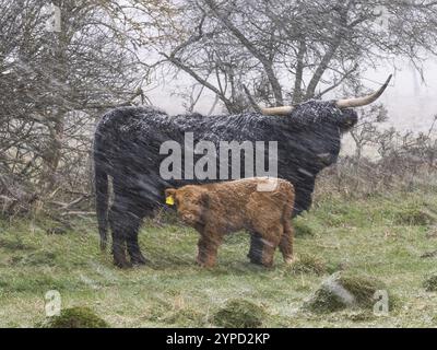 Schottische Hochlandkuh (Bos taurus), mit Kalb stehend auf einem Feld im März Schneesturm, Glockenborn Naturschutzgebiet, Brüendersen, Landkreis Hessen, Deutschland Stockfoto