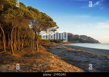 Einsamer Sandstrand und Kiefernwald, Spiaggia di Isula Manna, Sonnenaufgang, Santa Maria Navarrese, Nationalpark Golf von Orosei, Baunei, Nuoro, Sardinien, IT Stockfoto