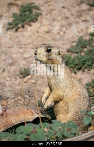 Nahaufnahme eines Präriehundes aus Utah (Cynomys parvidens) im Wachdienst Stockfoto