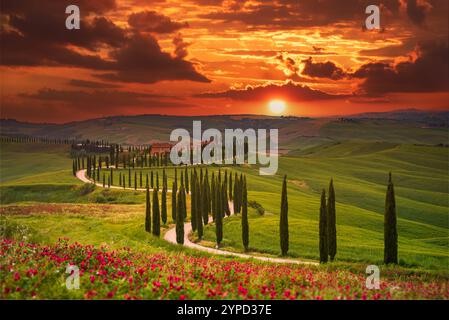 Crete Senese, Val D'Orcia - Toskana. Zypressenreihen im Frühling, farbenfroher Sonnenuntergang, wunderschönes podere - Italien Reisehintergrund. Stockfoto