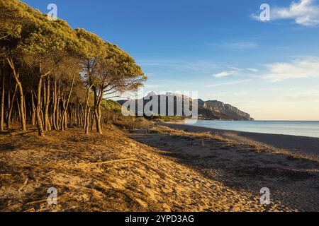 Einsamer Sandstrand und Kiefernwald, Spiaggia di Isula Manna, Sonnenaufgang, Santa Maria Navarrese, Nationalpark Golf von Orosei, Baunei, Nuoro, Sardinien, IT Stockfoto