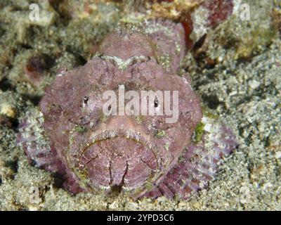 Porträt eines rosa Buckelskorpionfisches (Scorpaenopsis diabolus) auf dem Sandboden, Tauchplatz Pidada, Penyapangan, Bali, Indonesien, Asien Stockfoto