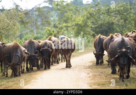 Wasserbüffel auf einem Sandweg, Kataragama, Provinz Uva, Sri Lanka, Asien Stockfoto