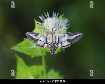 Bedstrohfaltenmotte (Hyles gallii), ernährt sich von Nektar einer Marschdistelblume (Cirsium palustre), Landkreis Hessen, Deutschland, Europa Stockfoto