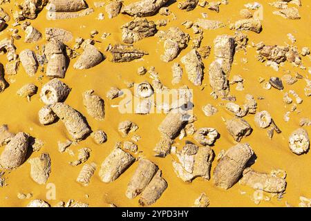 Rudisten, röhrenförmige fossile Muscheln, Huqf felsige Wüste, Arabische Halbinsel, Sultanat Oman Stockfoto