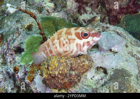 Eine bunte Baskenmütze (Epinephelus fasciatus) ruht zwischen den Korallenriffen, Tauchplatz Coral Garden, Menjangan, Bali, Indonesien, Asien Stockfoto