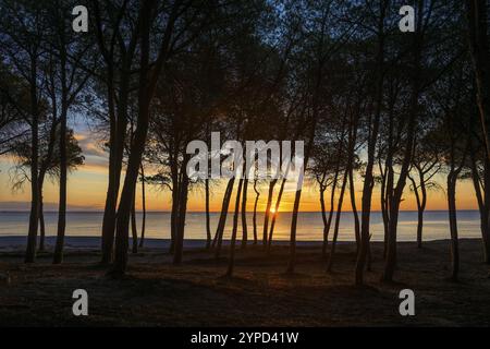 Einsamer Sandstrand und Kiefernwald, Spiaggia di Isula Manna, Sonnenaufgang, Santa Maria Navarrese, Nationalpark Golf von Orosei, Baunei, Nuoro, Sardinien, IT Stockfoto