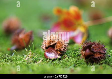 Buchennüsse Früchte der Kupferbuche (Fagus sylvatica), Deutschland, Europa Stockfoto