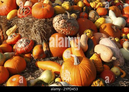 Verschiedene Kürbissorten, Marktstand, Nordrhein-Westfalen, Deutschland, Europa Stockfoto