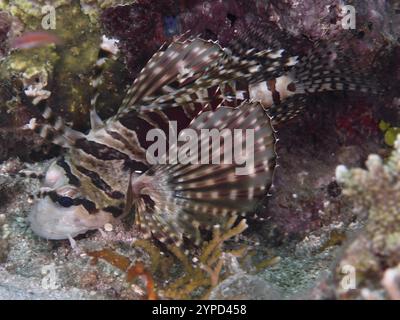 Ein gestreifter Fisch mit auffälligen Flossen, Zebralöwenfisch (Dendrochirus Zebra, auf dem Meeresboden, Tauchplatz Twin Reef, Penyapangan, Bali, Indonesien, Asien Stockfoto