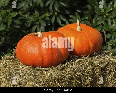 Zwei große orangefarbene Kürbisse auf einem Heuballen vor grünem Pflanzengrund, borken, münsterland, deutschland Stockfoto