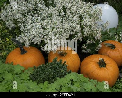 Drei Kürbisse zwischen weißen Blüten und dicht grünen Blättern im Garten, borken, münsterland, deutschland Stockfoto