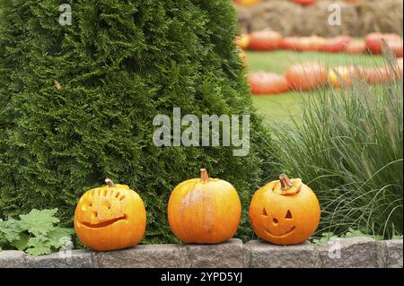 Drei geschnitzte Kürbisse mit Gesichtern stehen an einer Wand im Garten, borken, münsterland, deutschland Stockfoto