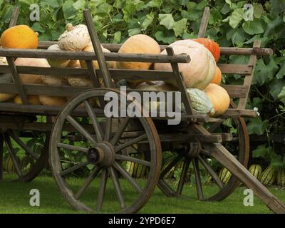 Verschiedene Kürbisse liegen draußen auf einem alten Holzwagen, borken, münsterland, deutschland Stockfoto