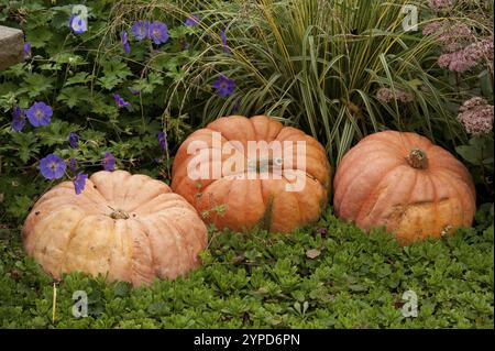 Drei große Kürbisse in einem Garten umgeben von violetten Blumen und Gras, borken, münsterland, deutschland Stockfoto