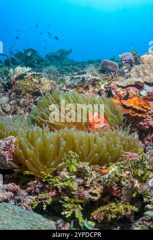 Spinecheek Anemonfische, Premnas biaculeatus in einer Bulbenspitze Anemone, Entacmaea quadricolor, East Lembeh Island, North Sulawesi, Indonesien Stockfoto