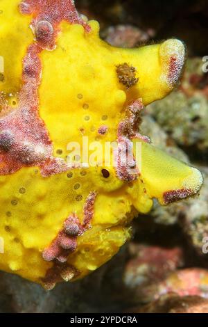 Warzen-Anglerfisch, Antennarius maculatus, Lembeh-Straße, Nord-Sulawesi, Indonesien Stockfoto