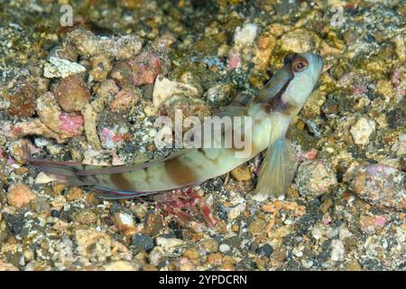 Maskierte Shrimpgoby, Amblyeleotris gymnocephala, mit kommensalen Schnappgarnelen, Alpheus sp., Lembeh Strait, Nord-Sulawesi, Indonesien Stockfoto