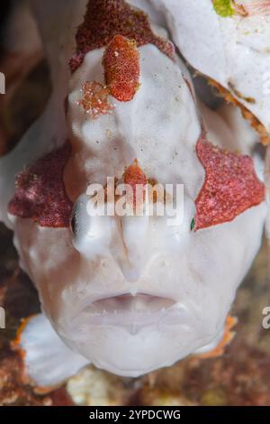 Warzen-Anglerfisch, Antennarius maculatus, Lembeh-Straße, Nord-Sulawesi, Indonesien Stockfoto