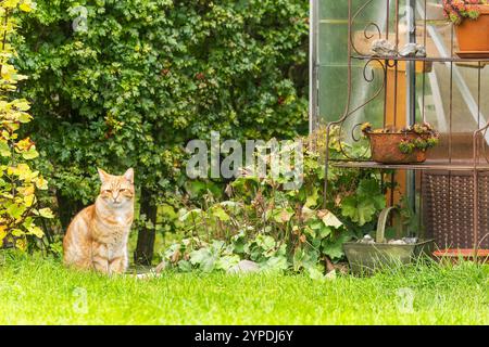 Ingwerkatze, die auf grünem Gras neben einem Gartengewächshaus und dekorativen Pflanzen sitzt, mit einem natürlichen, ruhigen Hintergrund aus Büschen und Bäumen. Kopierbereich Stockfoto